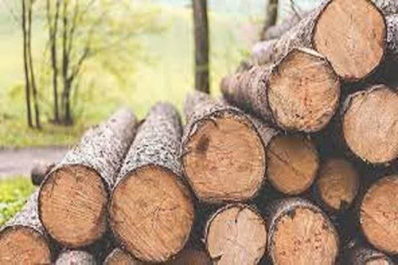 ۳۵ تن چوب جنگلی قاچاق در بابل کشف شد 1 ۳۵ تن چوب جنگلی قاچاق در بابل کشف شد