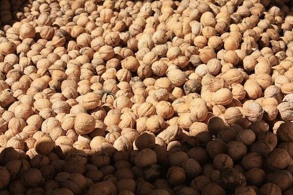 گردوی ایران به سبد کدام کشورها رفته است؟ 1 گردوی ایران به سبد کدام کشورها رفته است؟